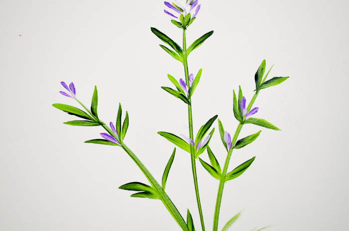 How to Paint lavender in Acrylics