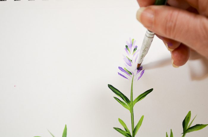 How to Paint Lavender bud leaves