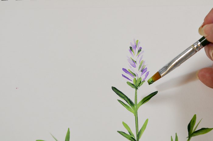 How to Paint Lavender buds calyx