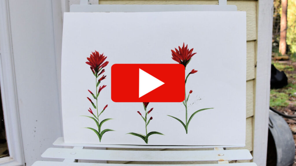 painting of indian paintbrush with play button overlay