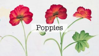Easy Flower Paintings - Pamela Groppe Art - Acrylic Painting for Beginners