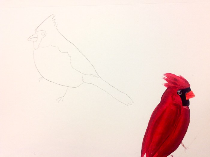 Outline of cardinal to be painted, How to Paint a Cardinal in Acrylics